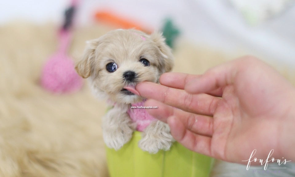 Lumi - Maltipoo F.