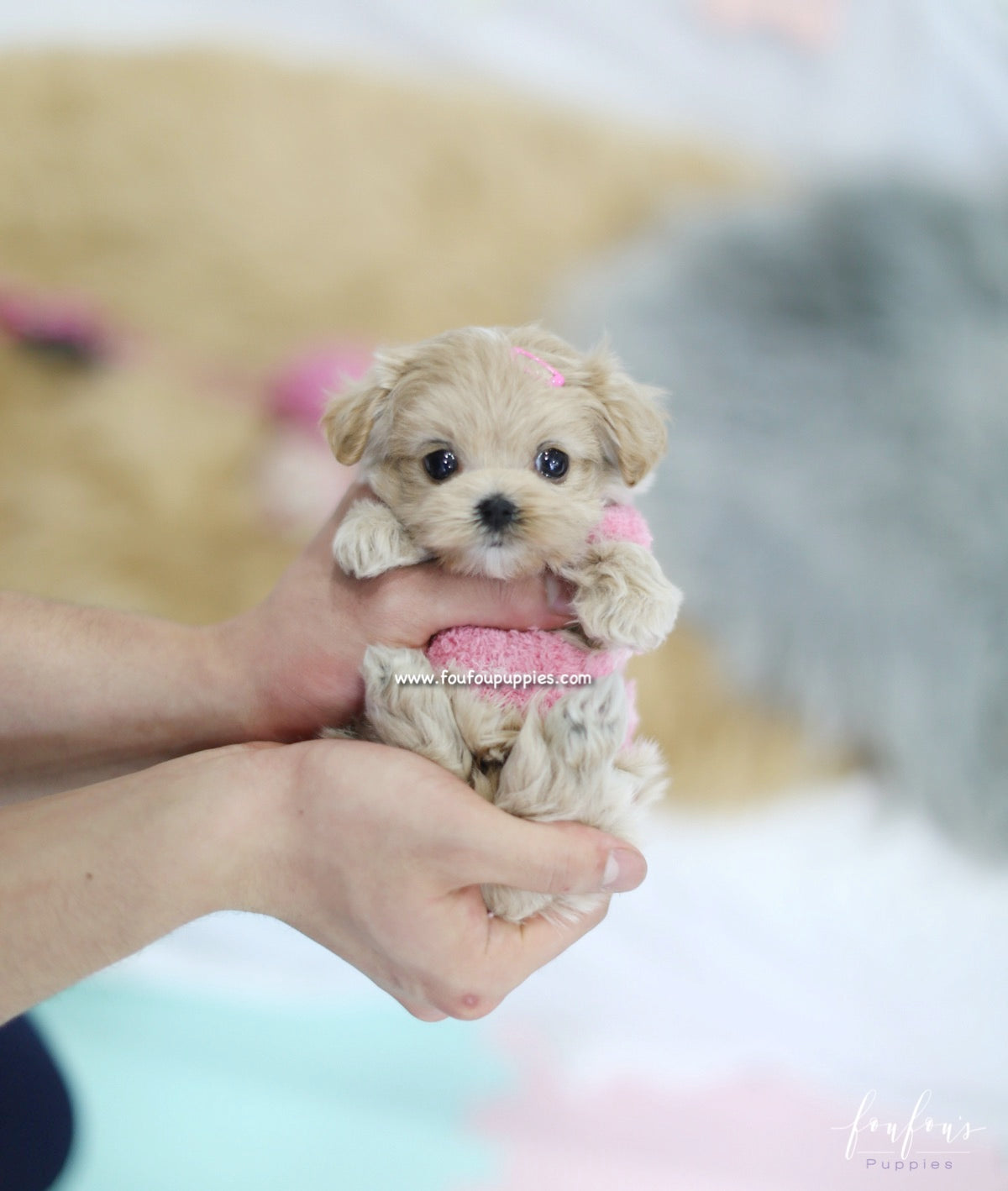 Lumi - Maltipoo F.