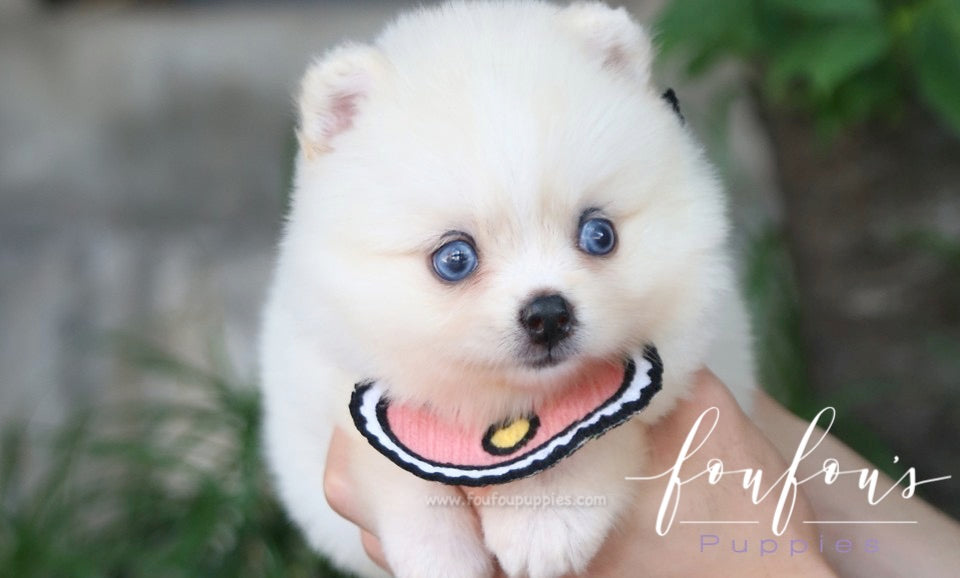 Capri - Pomsky F.