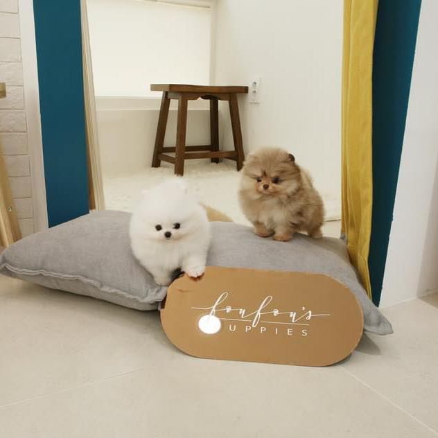 Teacup maltipoo puppies for sale