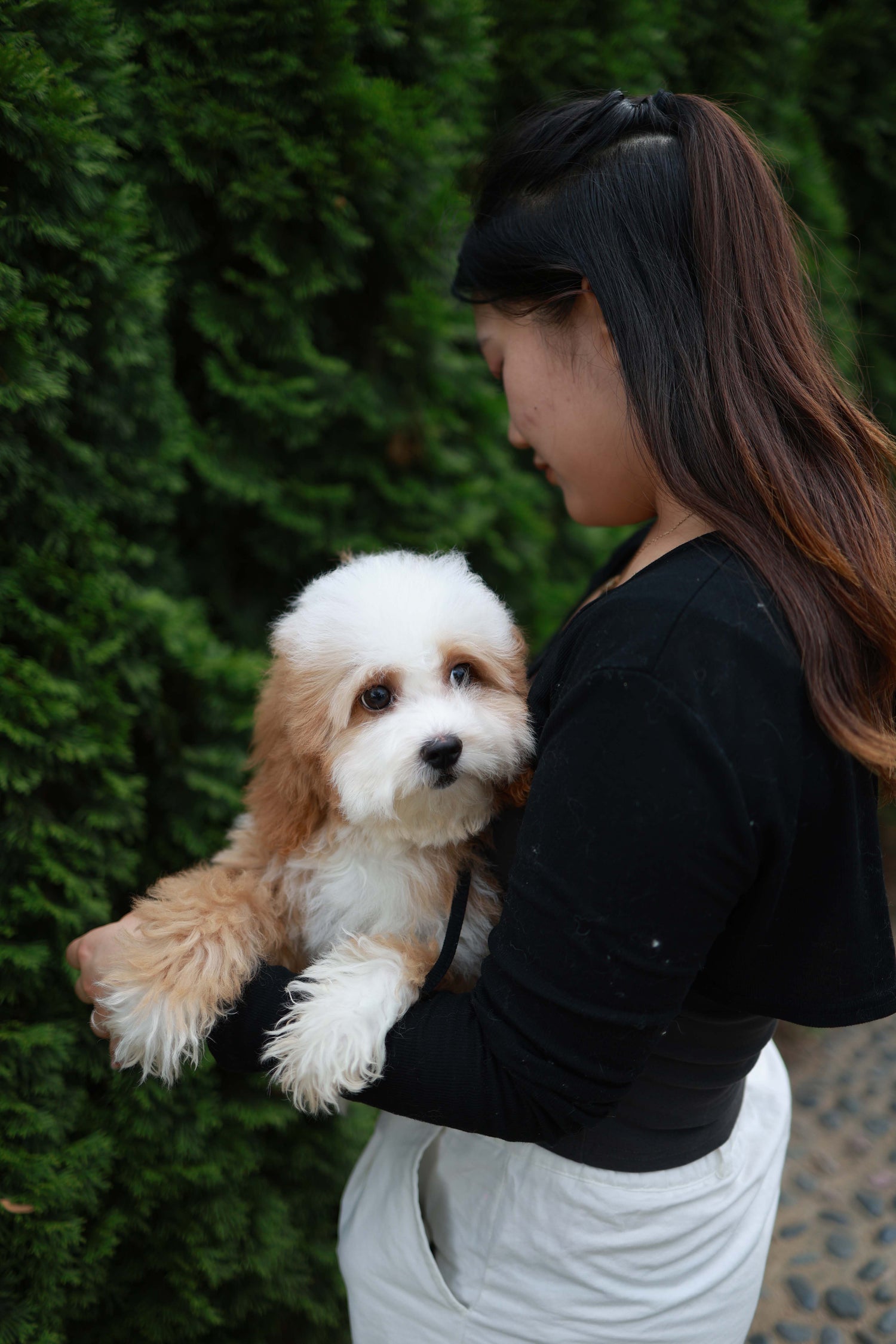 Barney - Golden Doodle M.