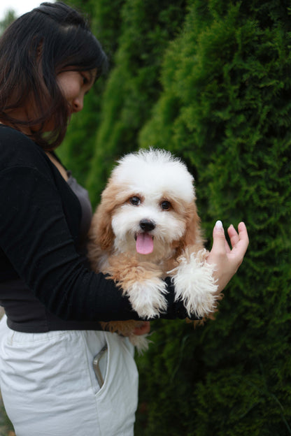 Barney - Golden Doodle M.
