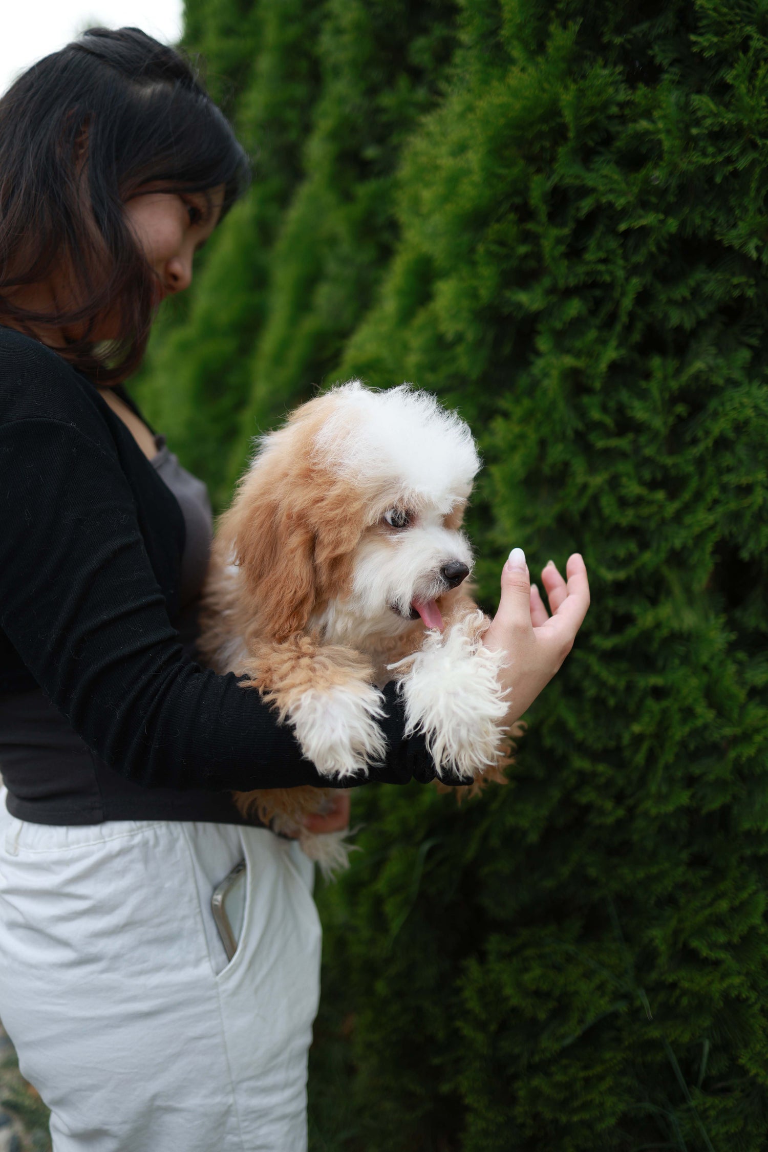 Barney - Golden Doodle M.