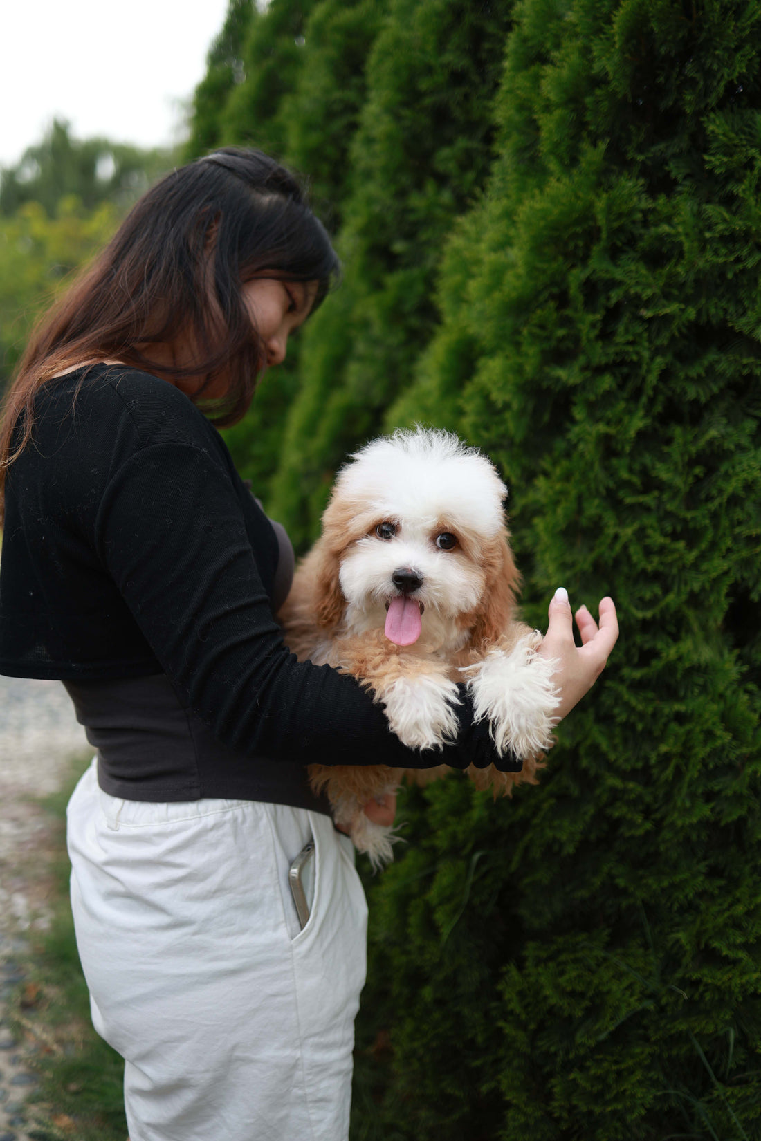 Barney - Golden Doodle M.