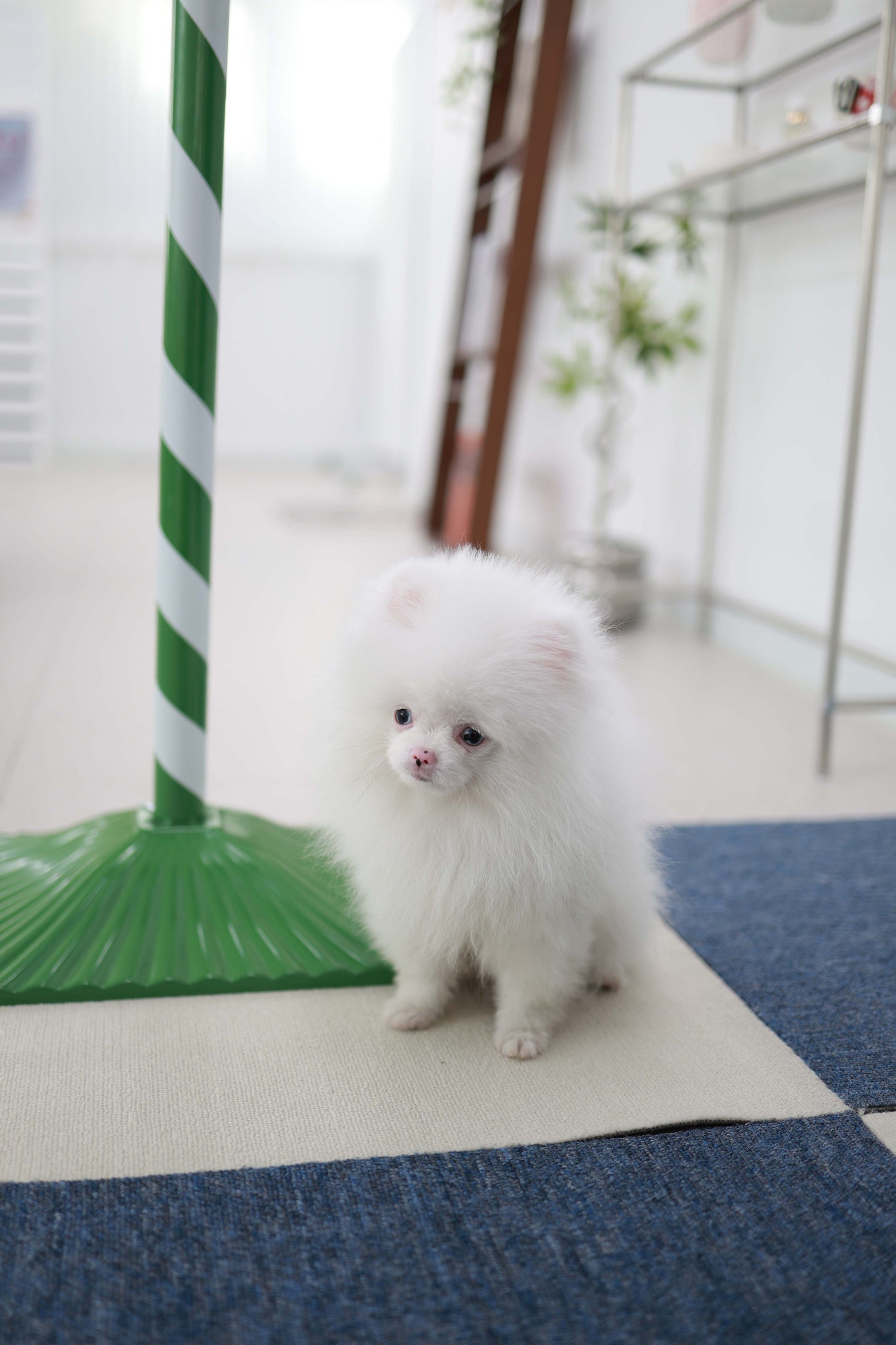 Blue - Pomeranian M.