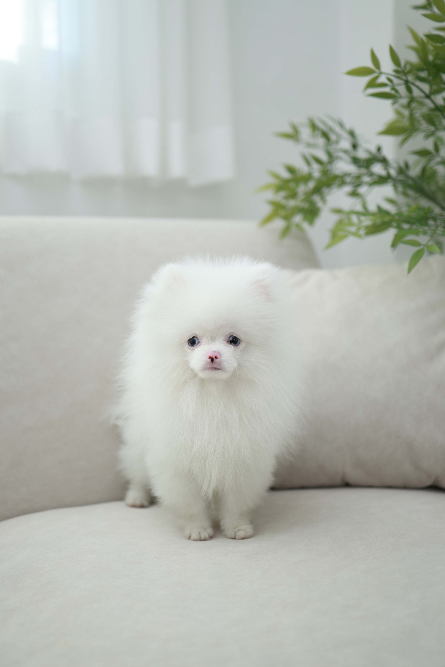 Blue - Pomeranian M.
