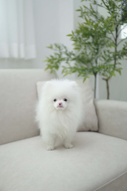 Blue - Pomeranian M.