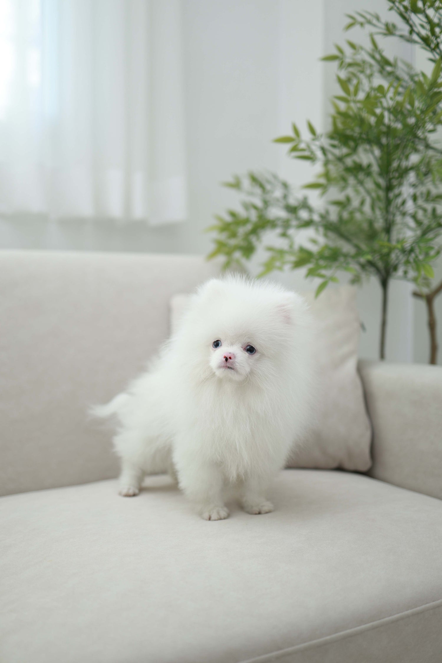 Blue - Pomeranian M.