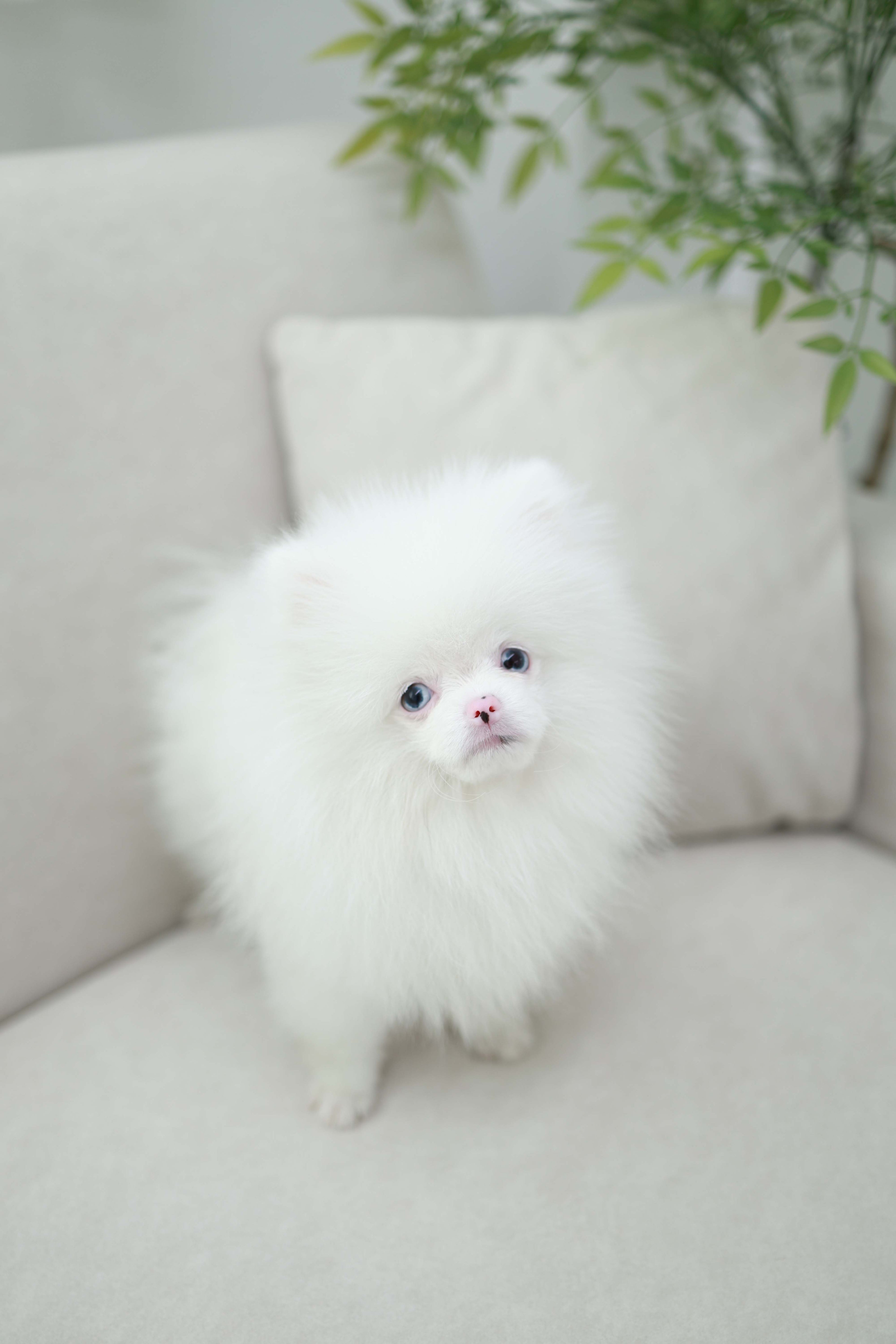 Blue - Pomeranian M.