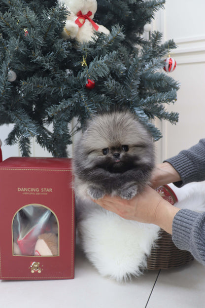 Nory - Pomeranian M.