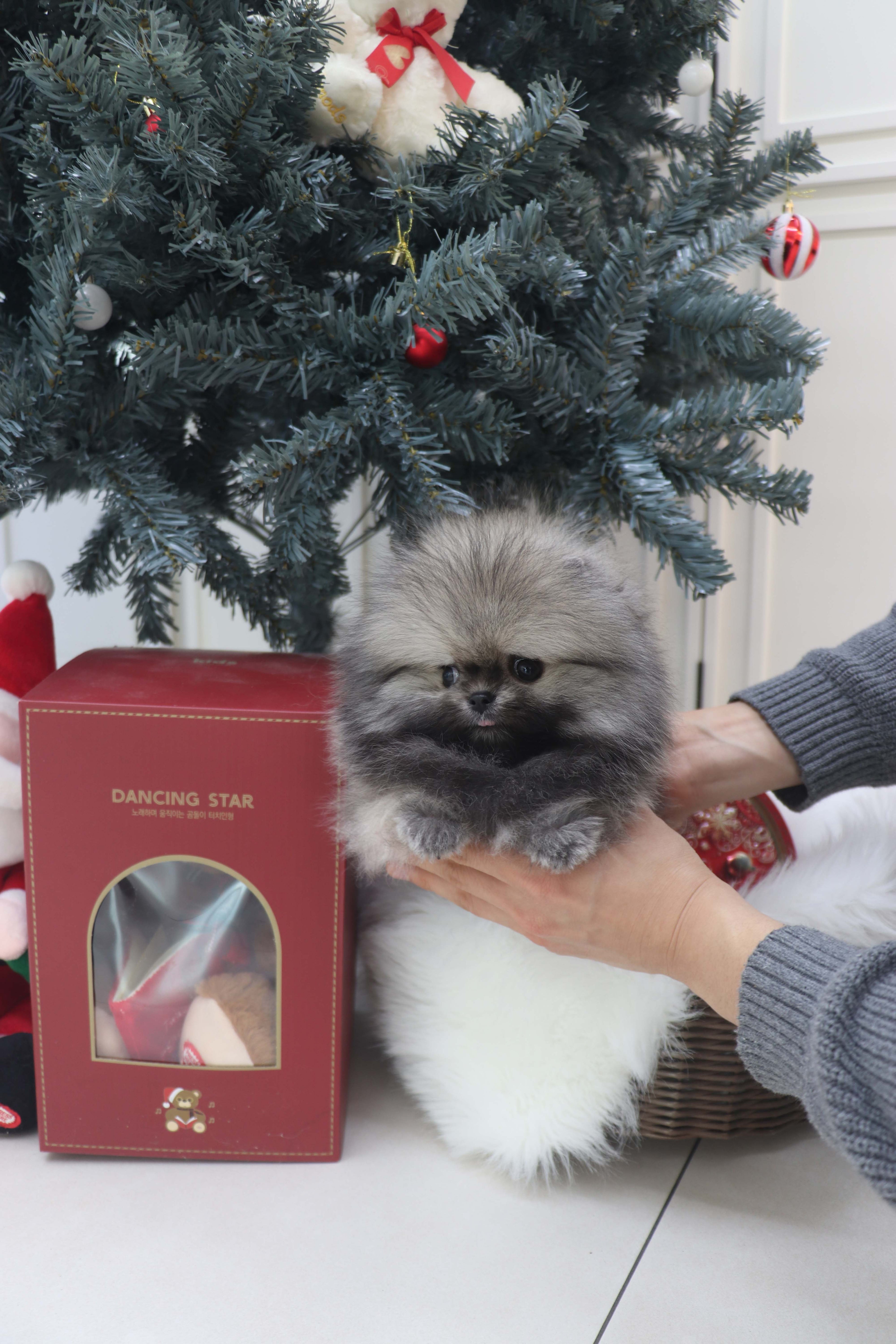 Nory - Pomeranian M.