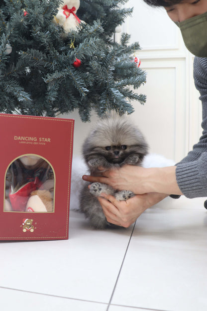 Nory - Pomeranian M.