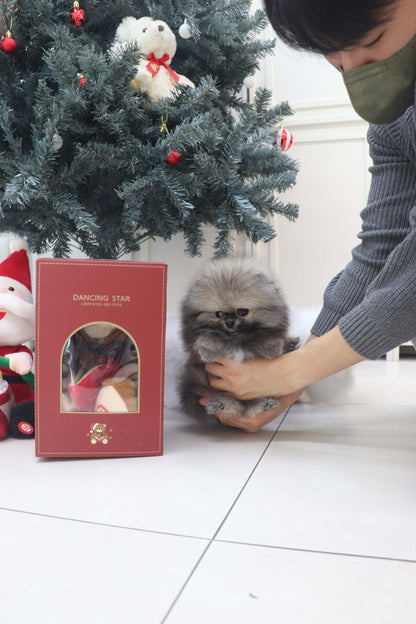 Nory - Pomeranian M.