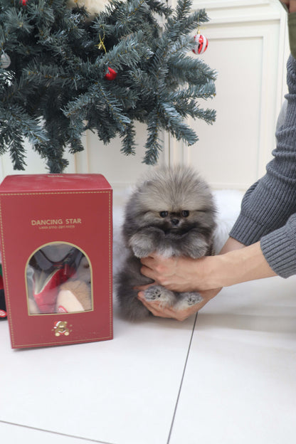 Nory - Pomeranian M.