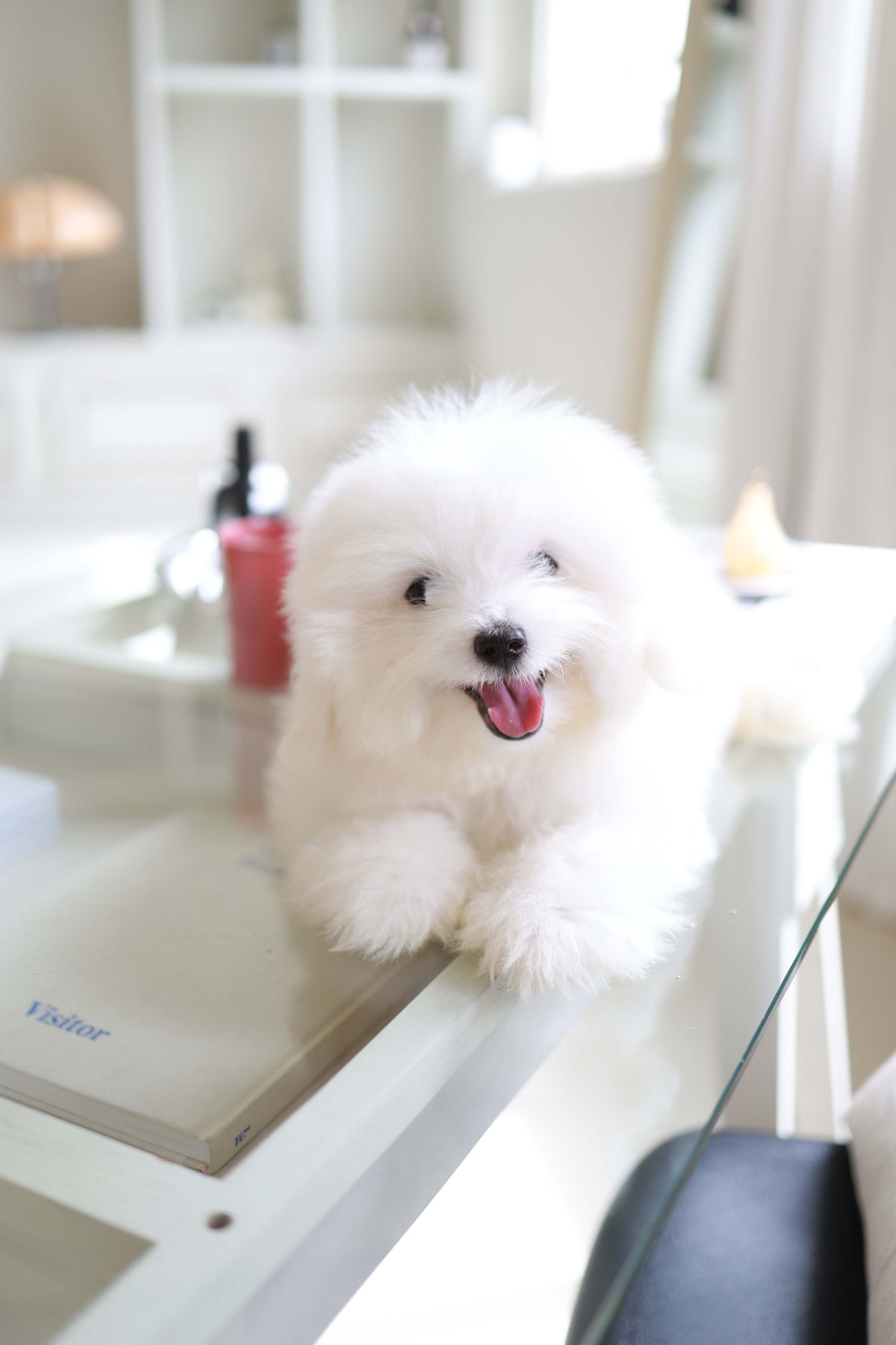 Barney - Coton De Tulear M.