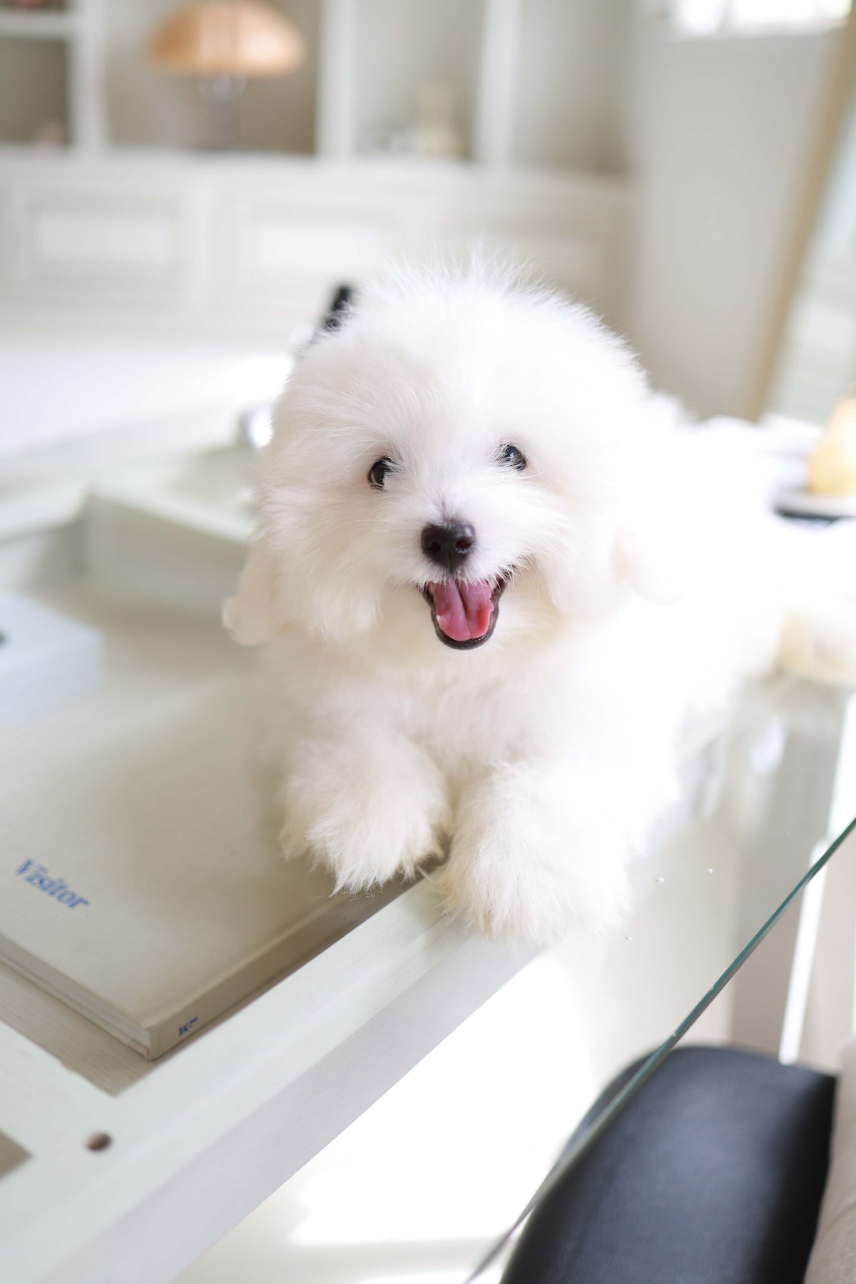 Barney - Coton De Tulear M.