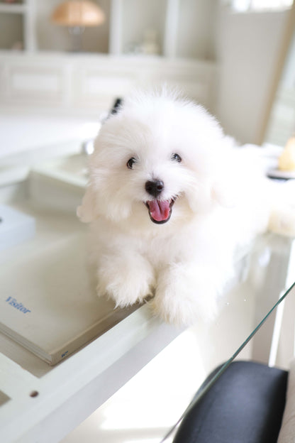 Barney - Coton De Tulear M.