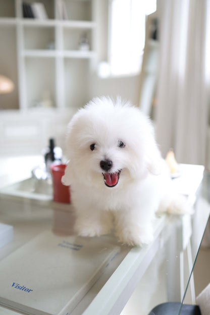 Barney - Coton De Tulear M.