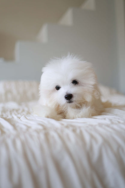 Barney - Coton De Tulear M.