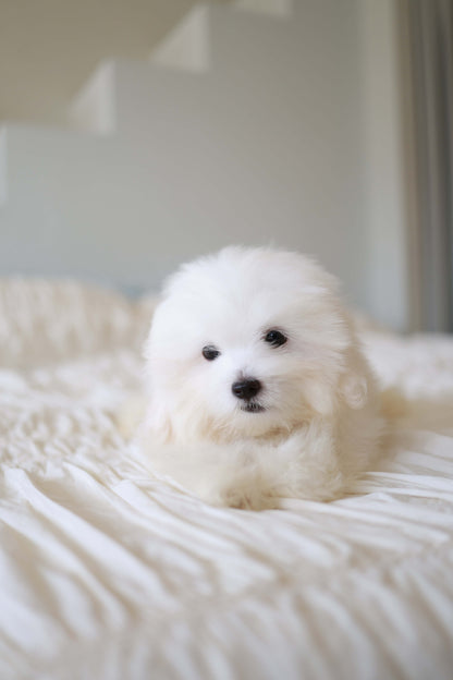 Barney - Coton De Tulear M.