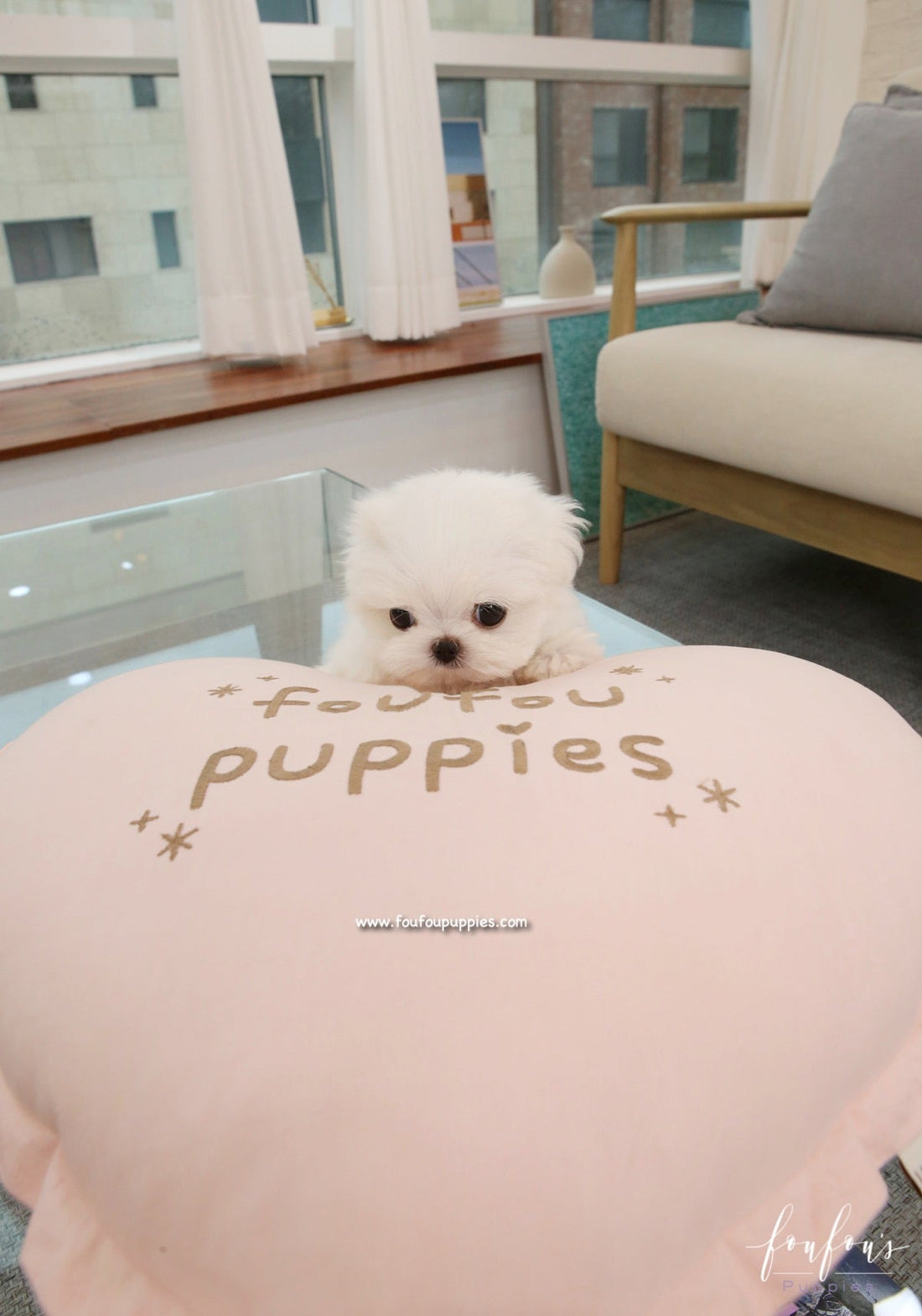 Pet Grooming in Dubai