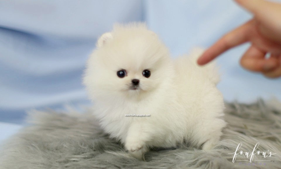 Roku - Pomeranian M.