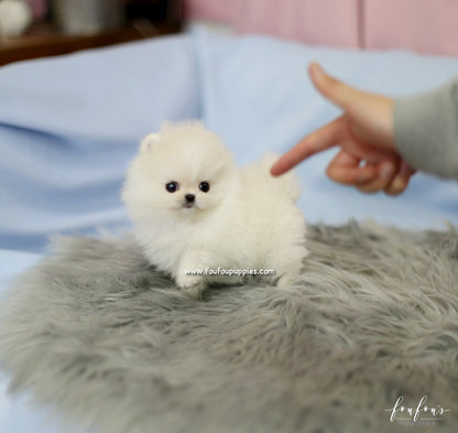 Roku - Pomeranian M.