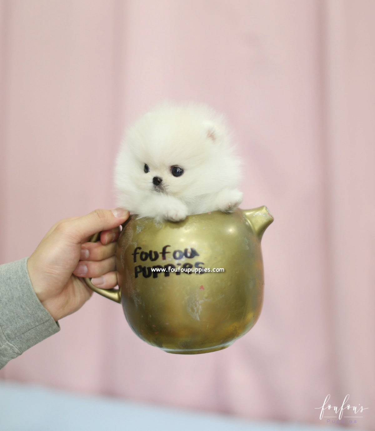 Roku - Pomeranian M.