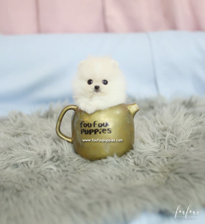 Roku - Pomeranian M.