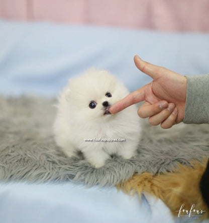 Roku - Pomeranian M.