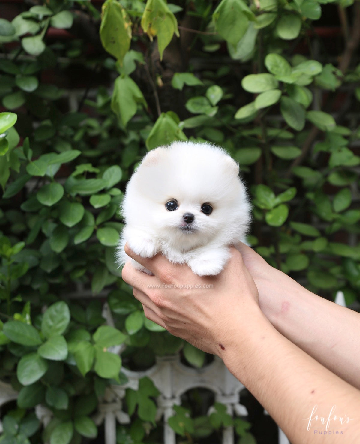 Nova - Pomeranian M.