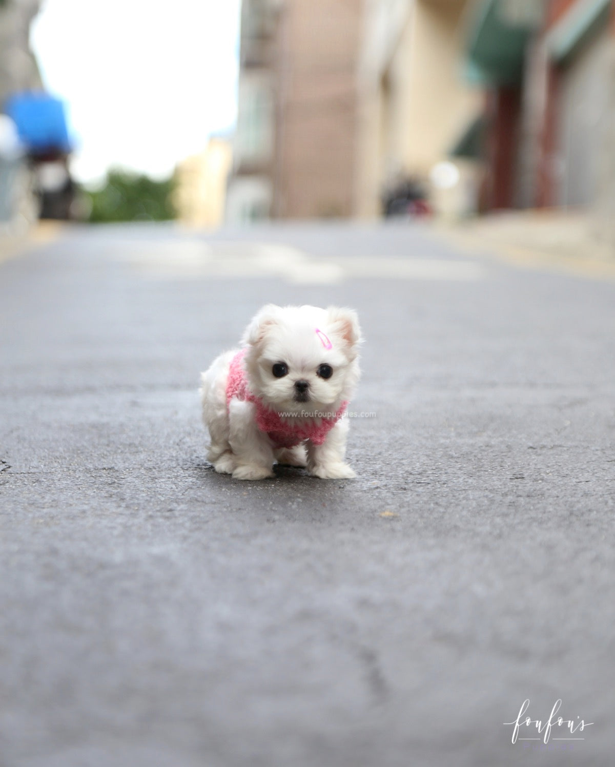 Chia - Maltese F.