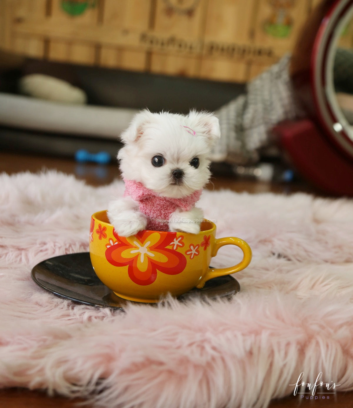 Chia - Maltese F.