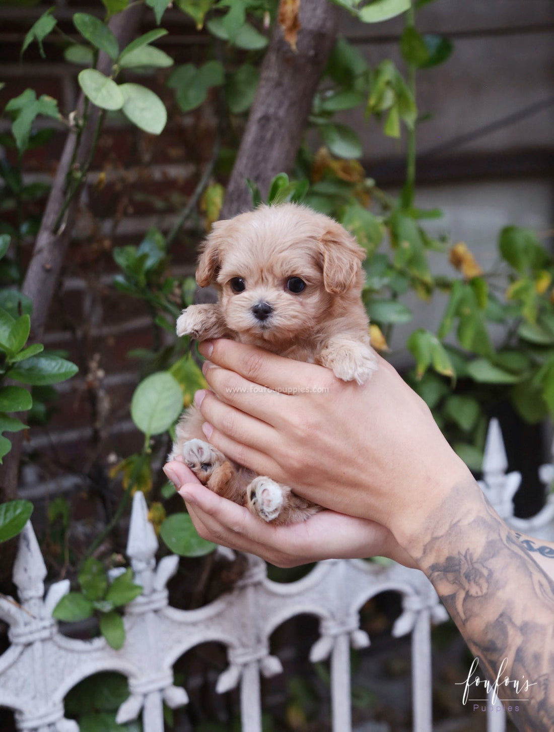 Moana - Maltipoo F.