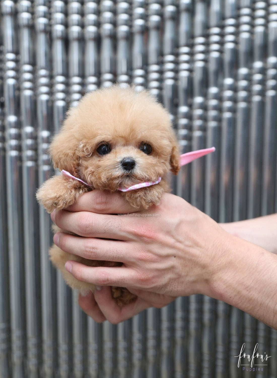 Kiwi - Maltipoo F.