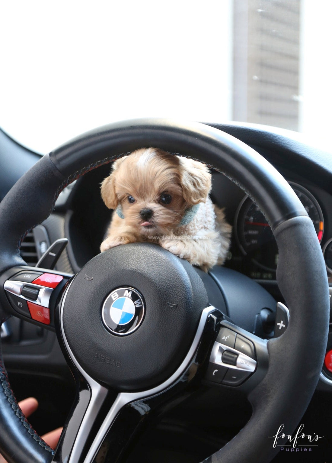 Ralph - Maltipoo M.