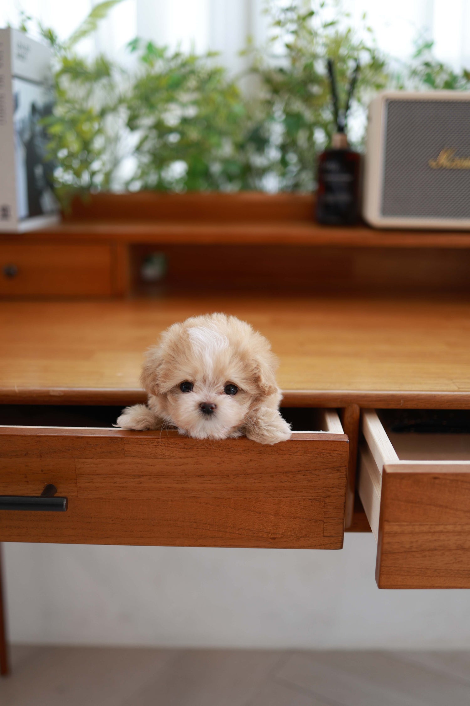 Small dog peeking out from a wooden desk drawer with a blurred indoor background