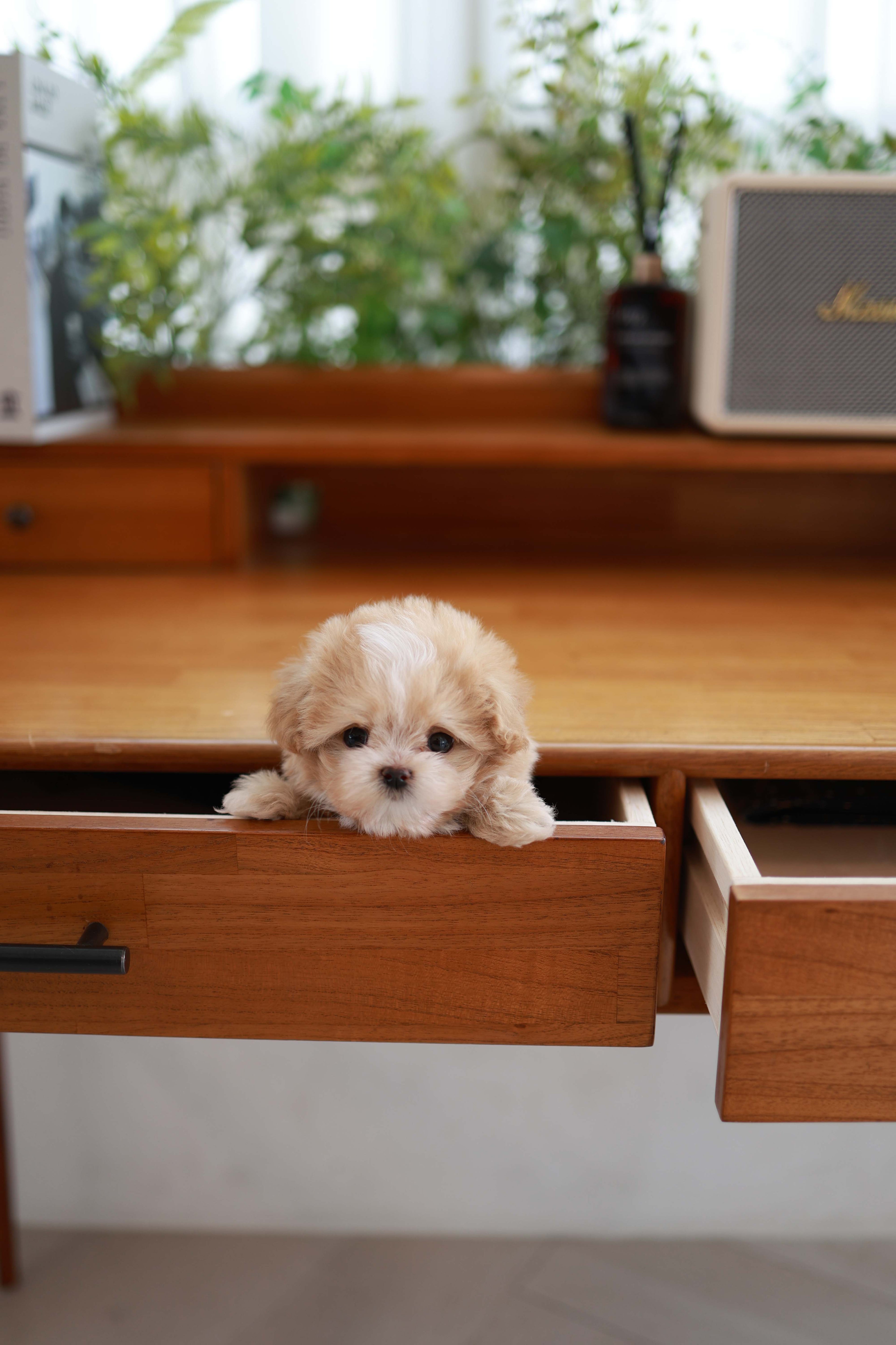 Small dog peeking out from a wooden desk drawer with a blurred indoor background