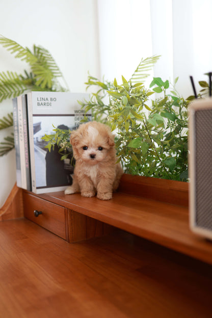 Honey - Maltipoo F.