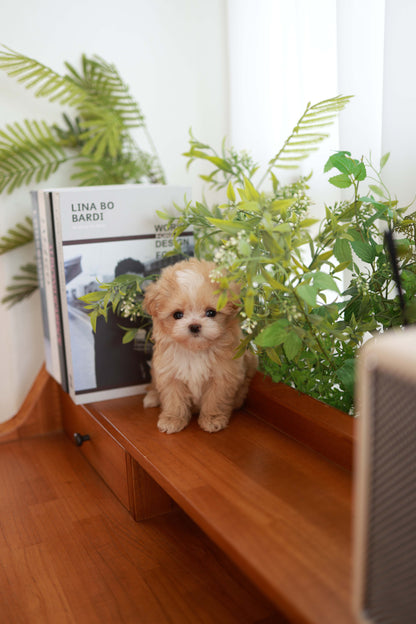 Honey - Maltipoo F.