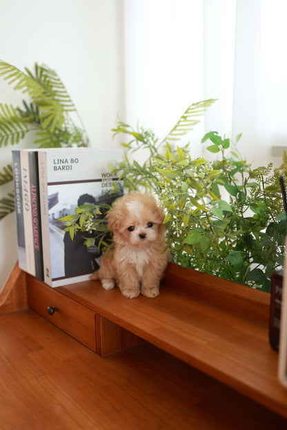 Honey - Maltipoo F.