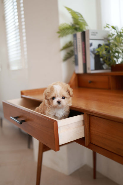 Honey - Maltipoo F.