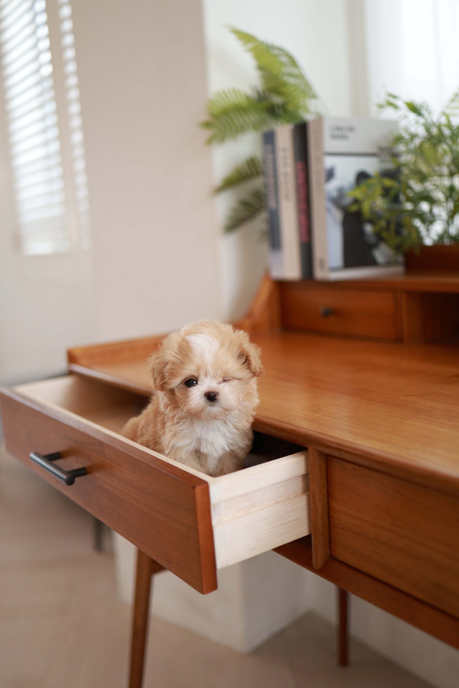 Honey - Maltipoo F.