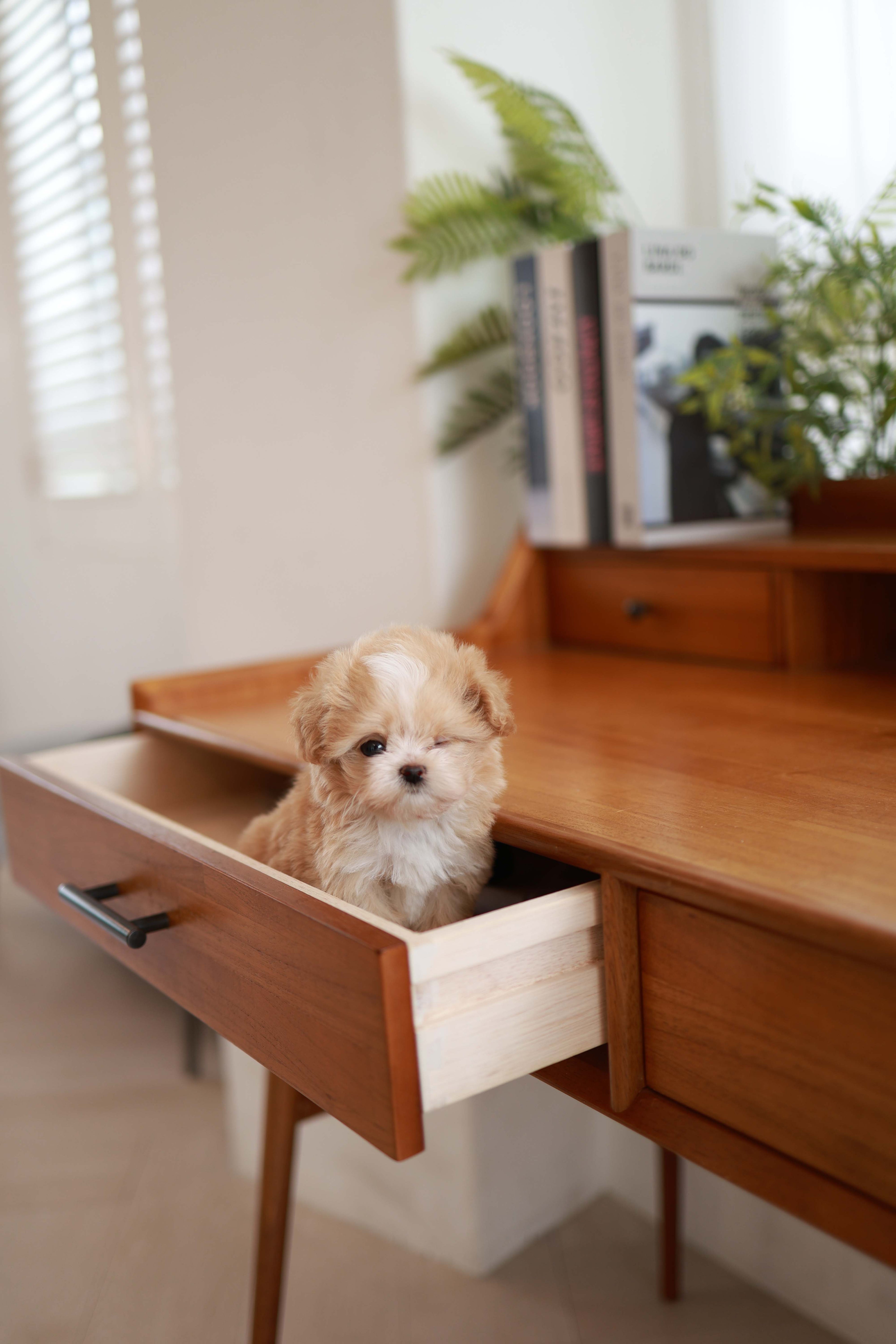 Honey - Maltipoo F.