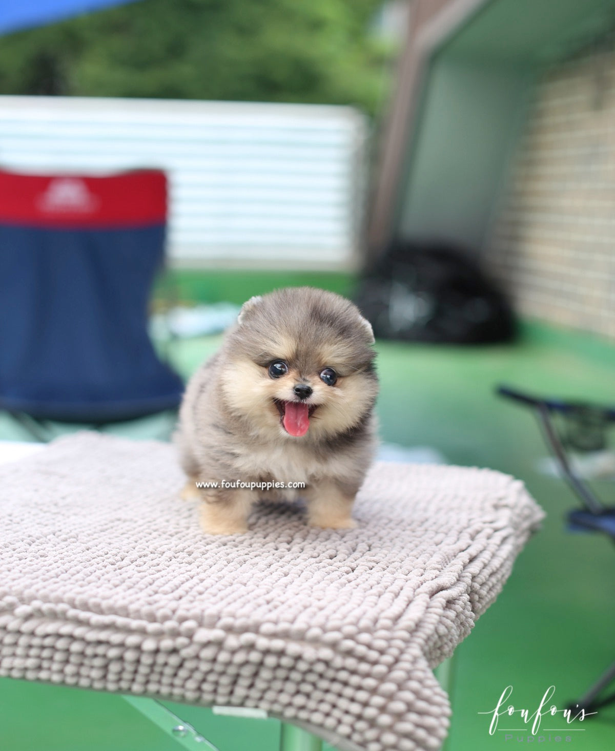 Marbles - Pomeranian F.