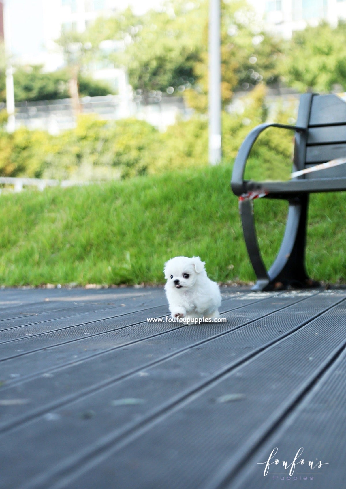 Minnie - Maltese F.