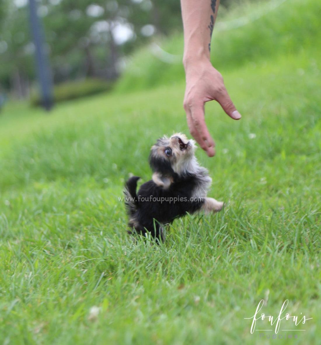 Stewart - Morkie M.