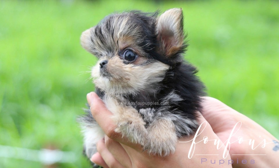 Stewart - Morkie M.
