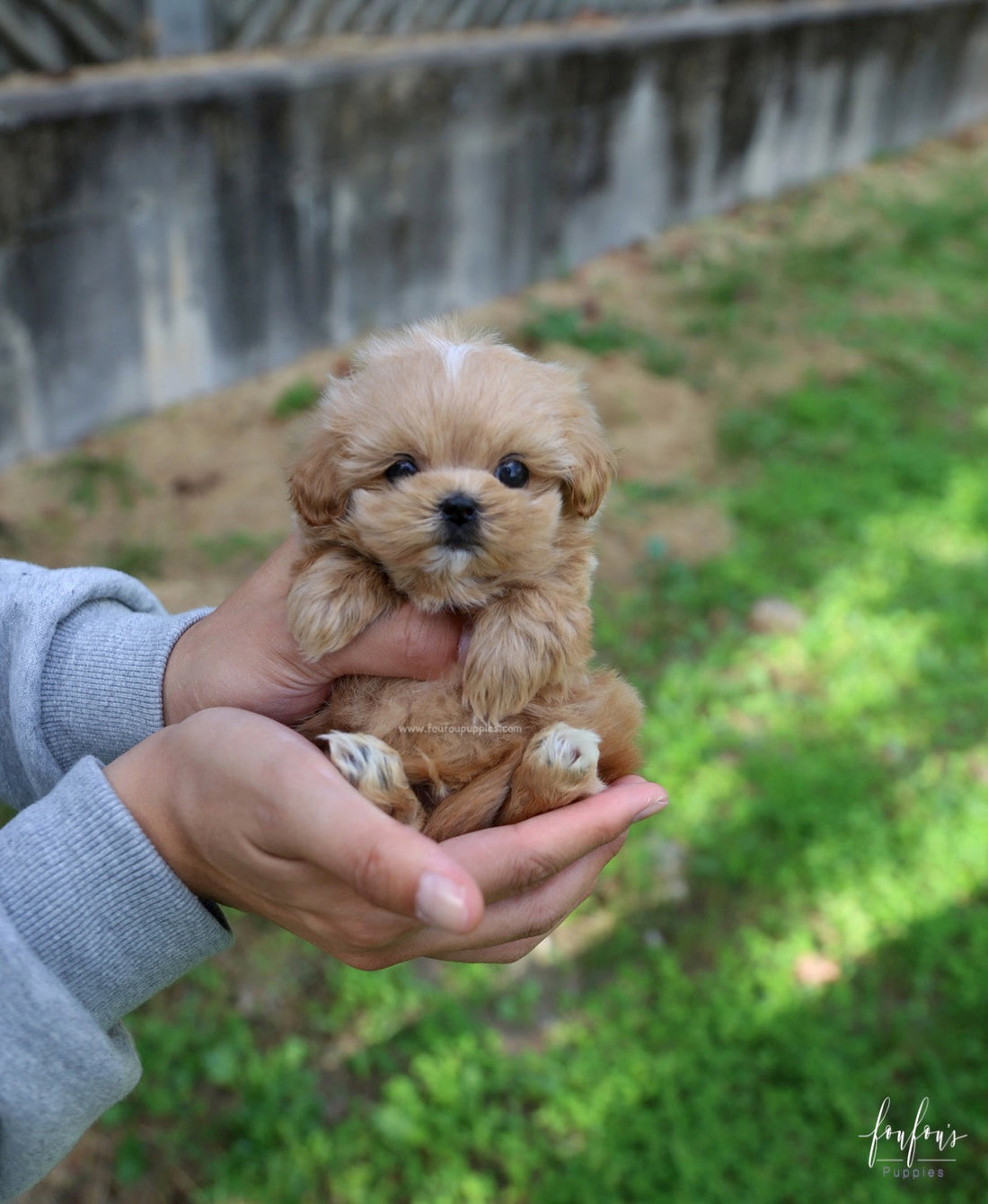 Roku - Maltipoo M.