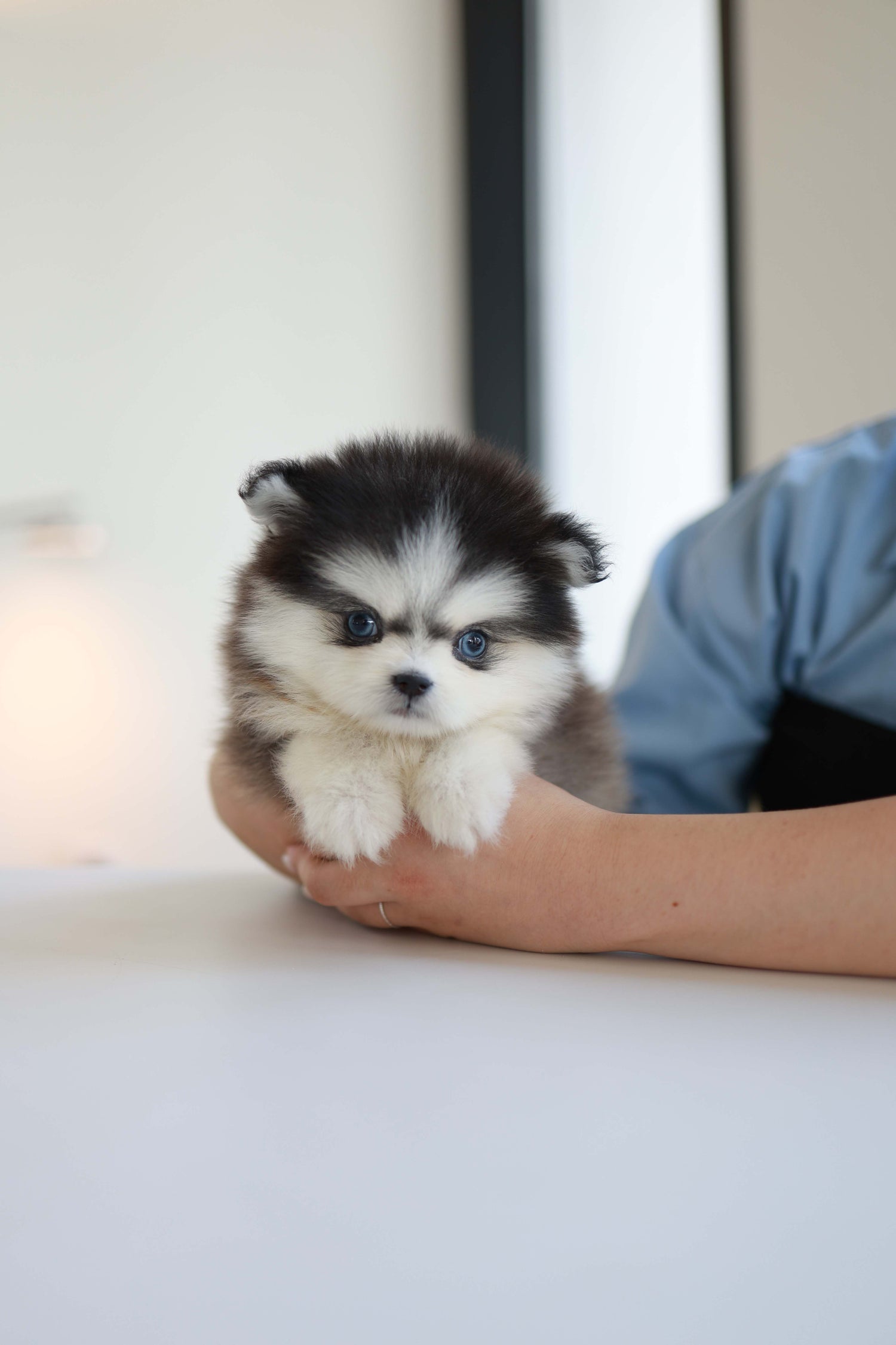 Atom - Pomsky M.